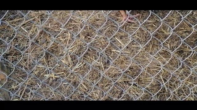 Март.Морозное утро. Куры и Теплая вода. Голошейки черные и рыжие,доминанты несушки.