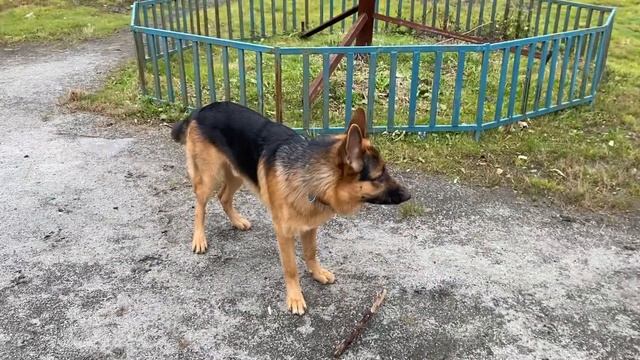 Команда чужой без цели, охрана периметра, работа немецкой овчарки смотреть онлайн
