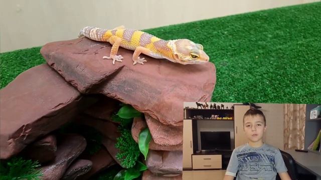 Реснитчатый или Леопардовый геккон??? смотреть онлайн