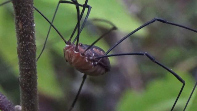 Close views of female Harvestman (Leiobunum vittatum) смотреть онлайн