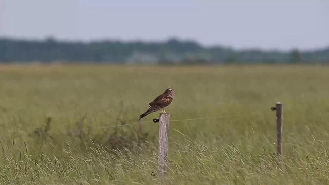Луговой лунь - Circus pygargus смотреть онлайн