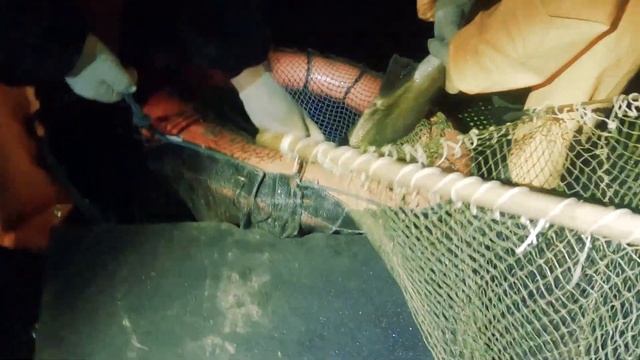 Отлов балтийского лосося на реке Нарова || Bridge for Salmon смотреть онлайн