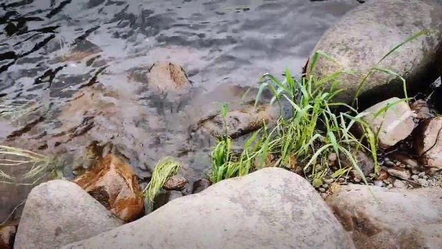 Карелия. р. Шуя. Наша прогулка и небольшая рыбалка. Природа Карелии. июнь 2021 смотреть онлайн