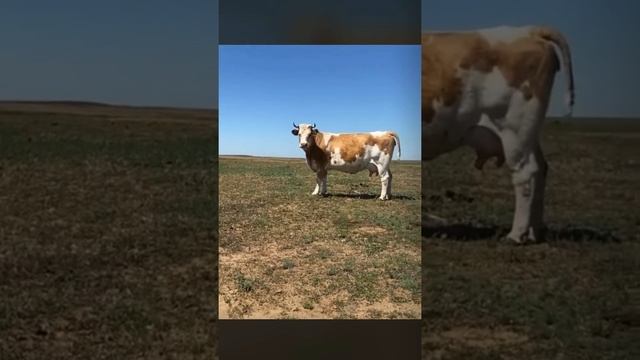 Beautiful Simmental cow Красивая симментальская корова смотреть онлайн