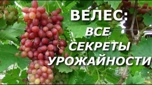 СЕКРЕТЫ УРОЖАЙНОСТИ ВИНОГРАДА ВЕЛЕС