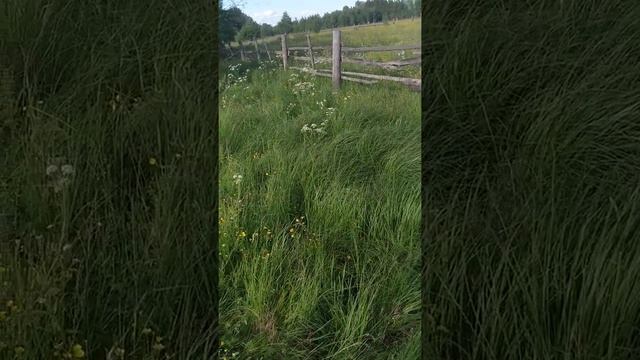 будни отшельника. пропажа овцы . странное поведение козы смотреть онлайн