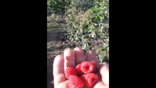 Малина Маравилла. Печется ли на солнце?... Обзор сортов Примара и Джоан джей. смотреть онлайн