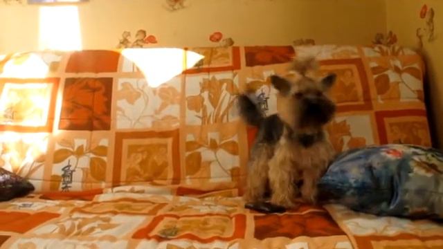 Поющий йорк смотреть онлайн
