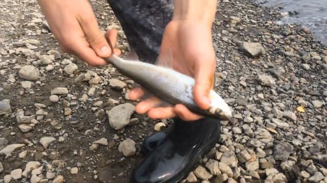 Рыбалка на реке "Тасеева". За хариусом с корабликом (Саночками). 2016 смотреть онлайн