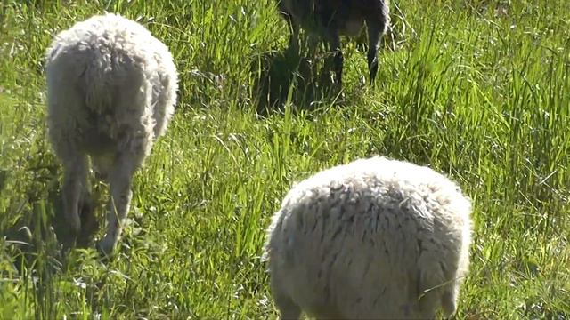 Кушаем травку, растем... смотреть онлайн