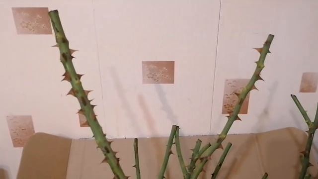 Обзор посылки с розами и ирисами из питомника "УСПЕХ" ???#розы #ирисы#уральскиерозы смотреть онлайн