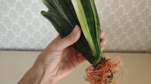 Сансевиерия Голд Флейм. Сравнение домашнего Голд Флейма и Голландского (нового). Очень красивый сор