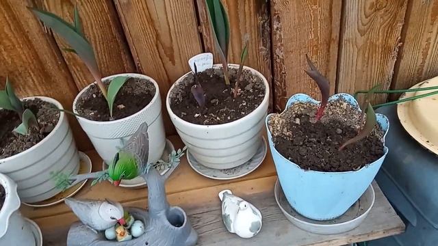 85. Первая радуга ? Ремонт машинки ?// Работа в огороде откладывается// смотреть онлайн