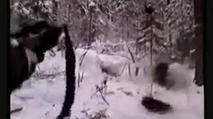 охота на медведя в берлоге