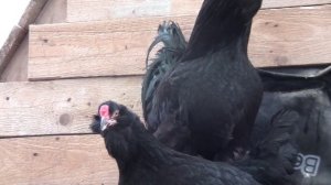 Русская чёрная бородатая (Галан) 1