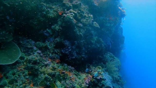 Телевидение для собак! Расслабляющие видео и музыка для собак и щенков! смотреть онлайн