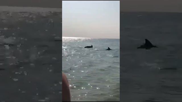 люди купаются в море#отдых смотреть онлайн