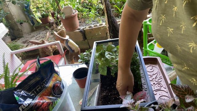 ACOMPÁÑENME A CREAR UN TERRARIO DE 5 GALONES CON FITTONIAS, SYNGONIUMS Y BROMELIA 💚🪴🙋🏼♀️S3-E190 смотреть онлайн