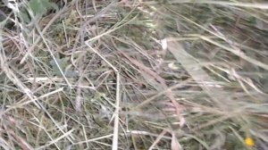 Дубовые веники для бани,как я их храню .