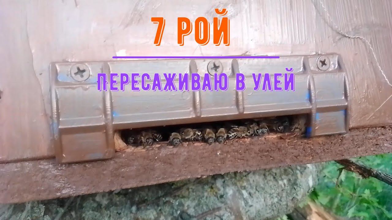 Седьмой рой пчел за сезон 2024 смотреть онлайн