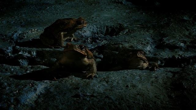 «Сюрприз» для змей и крокодилов: Тростниковая жаба – самая ядовитая в мире! смотреть онлайн