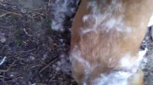 31. Колтунорез, как распутать колтуны Чем вычесывать собаку