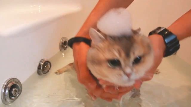 Секреты мытья котов и кошек смотреть онлайн