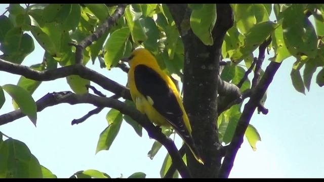 Singing Oriole. Relax. Oriole bird singing. & Пение Иволги. Релакс. смотреть онлайн