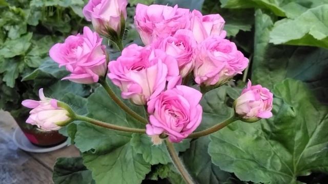 #380.Розебудная пеларгония Ю-Мерлезон 2,начало цветения! смотреть онлайн