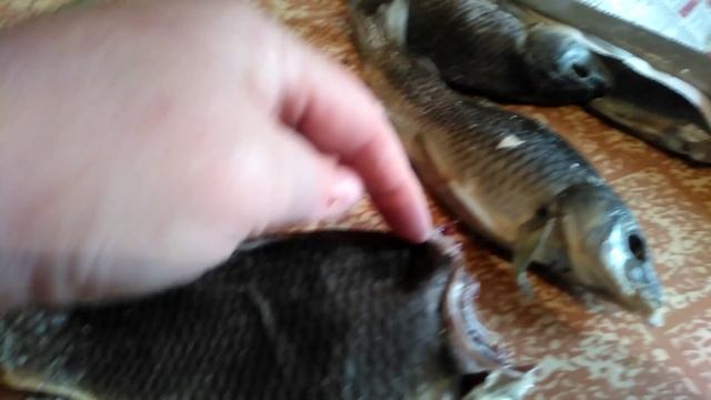 Пробуем вяленого карпа сухого посола. смотреть онлайн