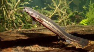 Интересные факты о рыбе Вьюн