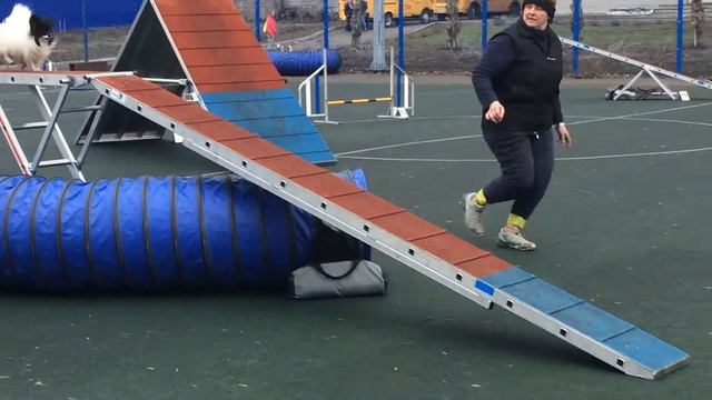 Аджилити Тольятти - ВолгаДогСпорт_Квалификационные соревнования 22.04.2018 в Самаре смотреть онлайн