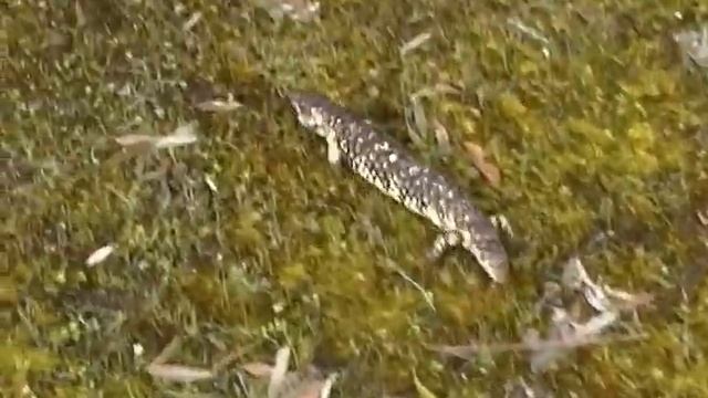 Stump-tailed Skink, locomotion. Короткохвостый сцинк, бег (47sp) смотреть онлайн
