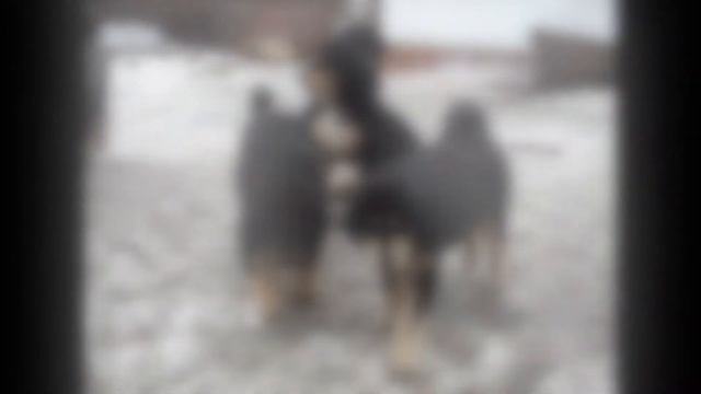 С Днем рождения, Тос!