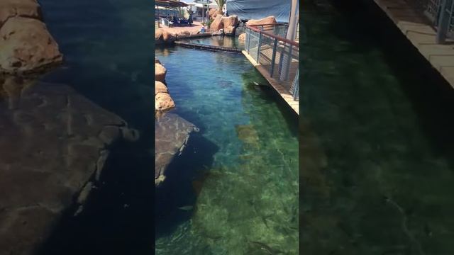 Морские черепахи смотреть онлайн