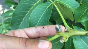 Как отличить женскую почку от мужской на орехе грецком.