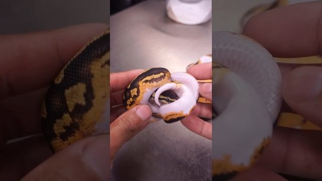 Why Ball Pythons Are Called Ball Python #animals #ballpython #pets #snake #reptiles #viral