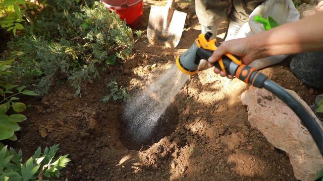 Сажайте пионы только осенью! смотреть онлайн