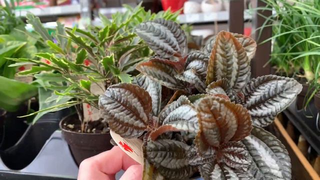 ✨🍃Lowe’s Houseplant Tour || Trending Tropicals || Begonia Maculata Wightii, Dwarf Fiddle Leaf Fig смотреть онлайн