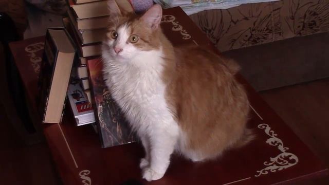 ДАВАЙ СЮДА КОТ! смотреть онлайн