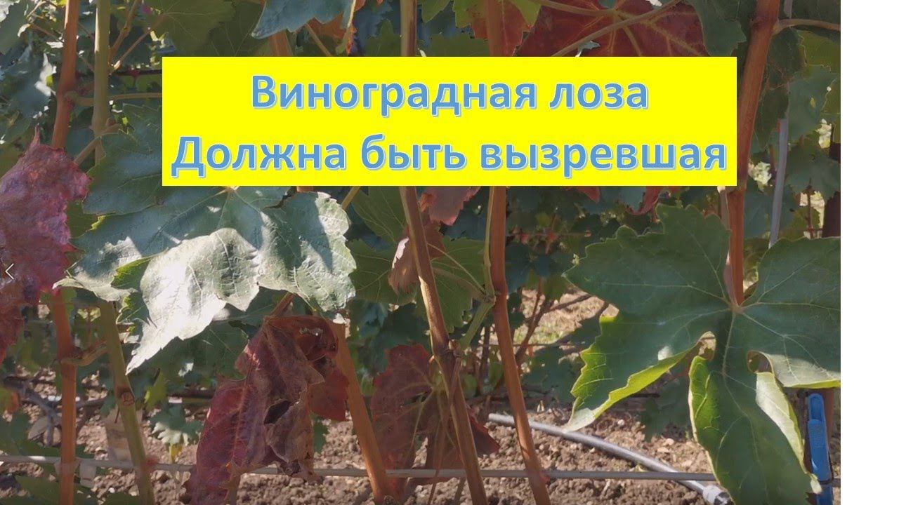 Вызревание виноградной лозы. Почему это важно для винограда!!! смотреть онлайн