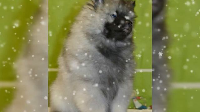 Щенки Кеесхонд/Вольфшпиц Саратовская, Самарская, Ульяновская, Московская область! Документы РКФ смотреть онлайн