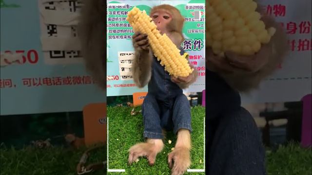 The Best Of Monkey Videos - A Funny Monkeys Compilation Ep46