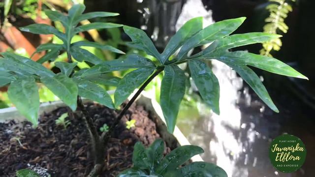 🪴Alocasia Brancifolia