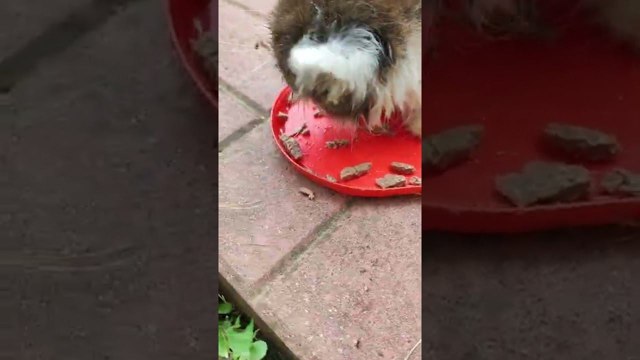 котëнок кушает! смотреть онлайн
