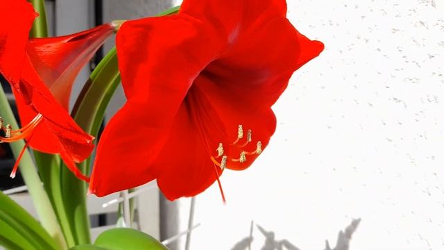Amaryllis "Red lion" (Hippeastrum) I смотреть онлайн