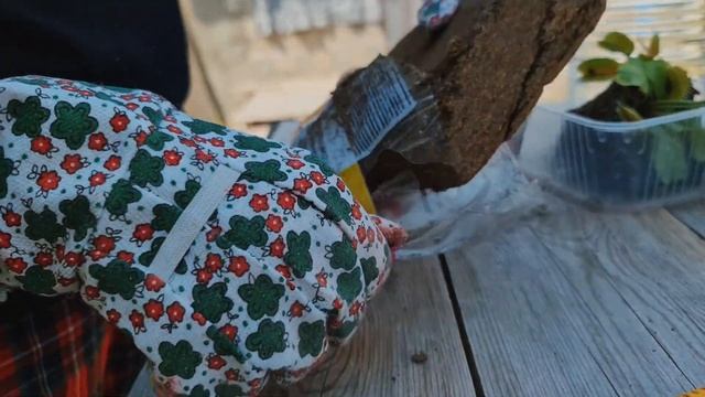 Венерина мухоловка? Уход, полив. Пересаживаю Дионею. Какой грунт нужен Венериной мухоловке смотреть онлайн