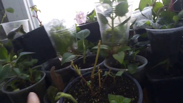 Результат укоренения черенков Хризантемы. Обрезала фуксию 