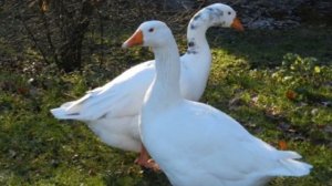 Разведение и откорм гусей как бизнес идея с расчетами | Прибыльная гусиная ферма