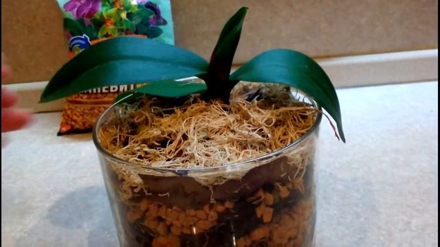 Орхидеи: Посадка в кремневит. Что происходит. Продолжение эксперимента смотреть онлайн